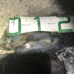 2020 佐渡ヶ島エギング 13回目