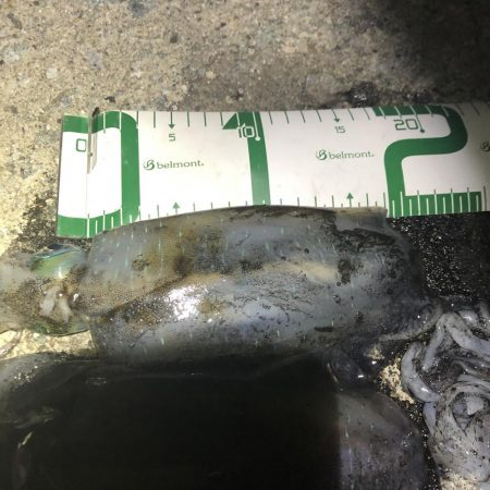 2020 佐渡ヶ島エギング 13回目