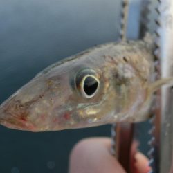 ええサイズのキスが