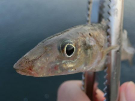 ええサイズのキスが