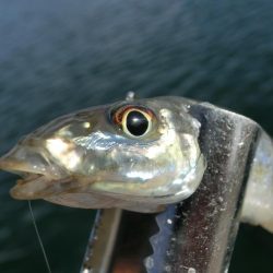 キス釣り 何とか形になりました