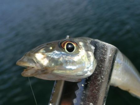 キス釣り 何とか形になりました