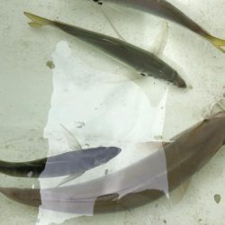 オフショアジギング