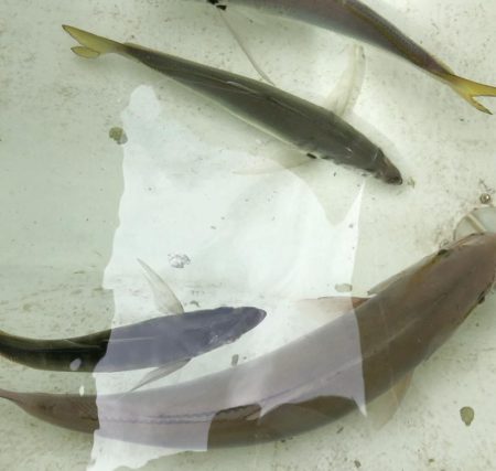 オフショアジギング