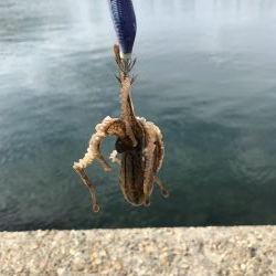 デイエギング 2