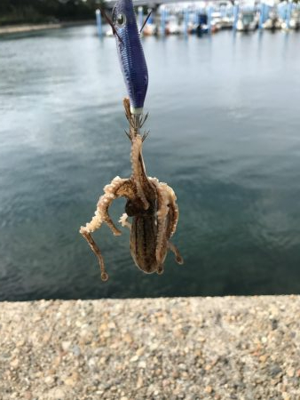 デイエギング 2