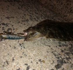 マヅメにボイル