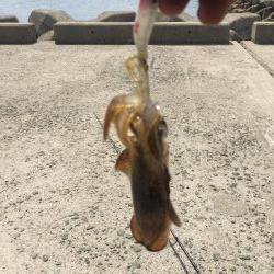 初場所でゲット