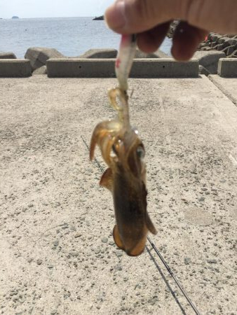 初場所でゲット