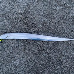 タチウオフィッシング