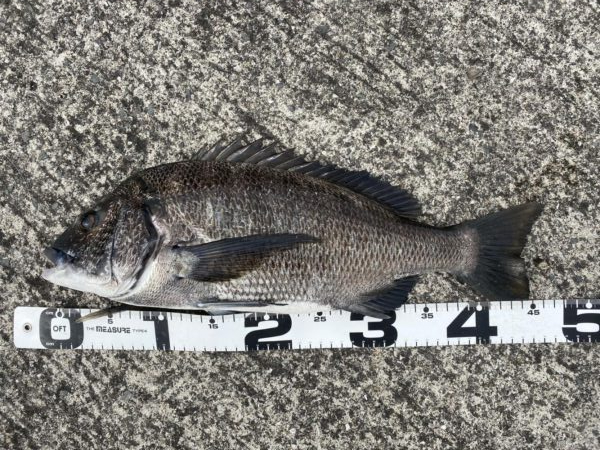 イチノ兄弟、釣果!