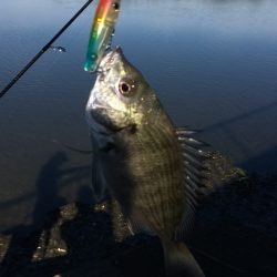 和歌山のチニング