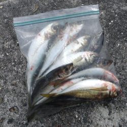 海の中はまだまだ夏？？