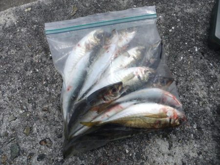 海の中はまだまだ夏？？