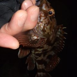 ロックフィッシュ調査