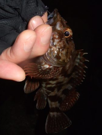 ロックフィッシュ調査