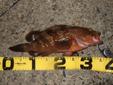 ロックフィッシュ釣行