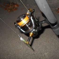 シーバス狙いでしたが…。