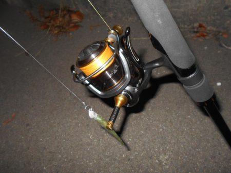 シーバス狙いでしたが…。