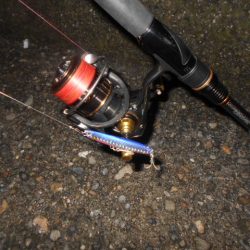 回遊はイマイチ…。