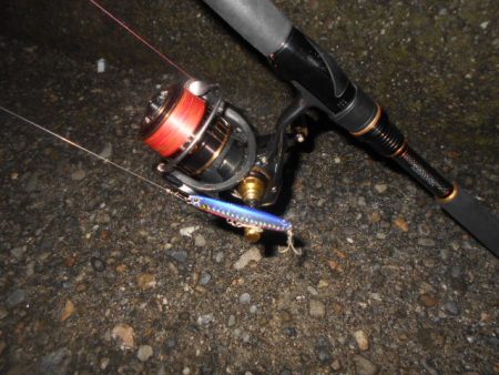 回遊はイマイチ…。