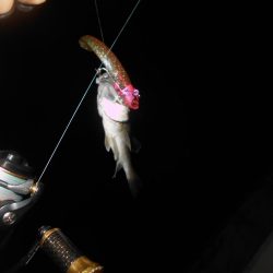 タダ巻きでは食ってこない。