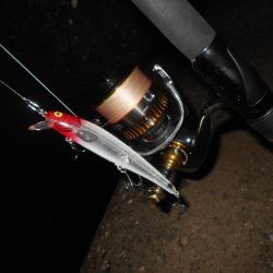 チビのみで終了…。