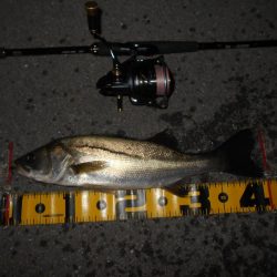 活性は上向き♪。