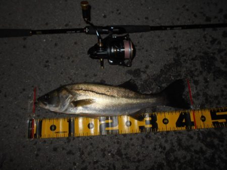 活性は上向き♪。