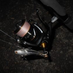 ちょこっとシーバス。