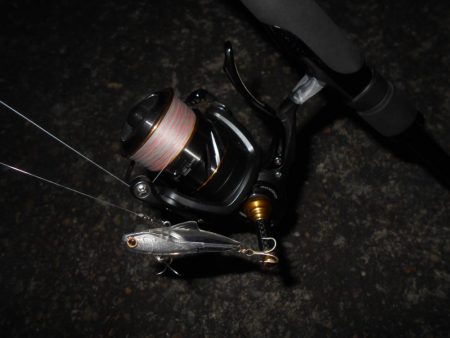 ちょこっとシーバス。