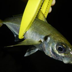 ショートでアジ