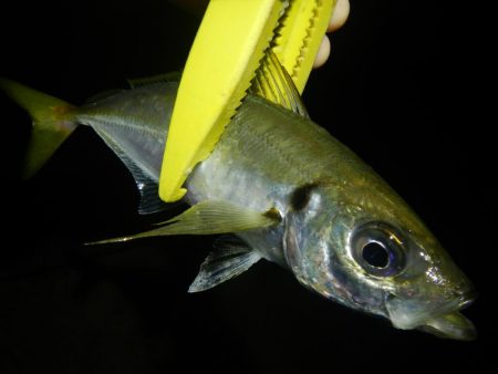 ショートでアジ