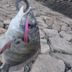 まだいける チヌトップ!!