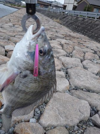 まだいける チヌトップ!!