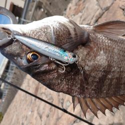 今日もチヌトップ！！