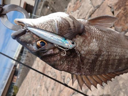 今日もチヌトップ！！