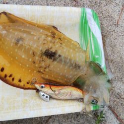 午後からエギング