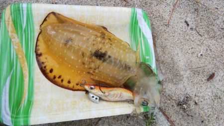 午後からエギング