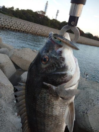 早朝トップゲーム!!