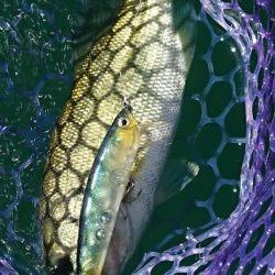 季節は秋！巻物のシーズン！！