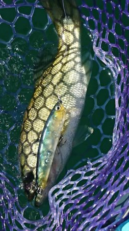 季節は秋！巻物のシーズン！！