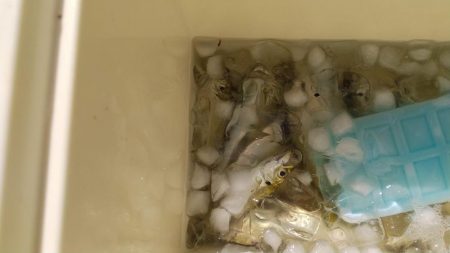 ファミリーフィッシング