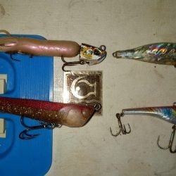 なんとか最終日太刀魚の回遊tと一致しました。