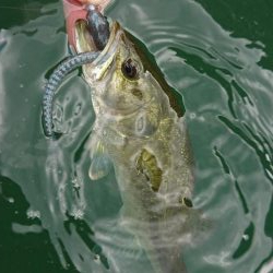 水温低下でシャローで爆発