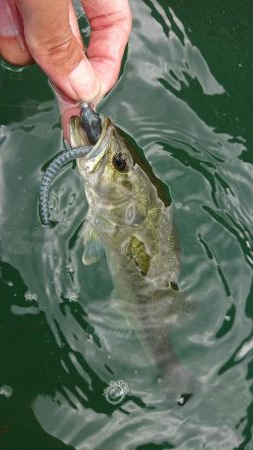 水温低下でシャローで爆発