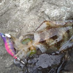 ちょい荒れ後の良型