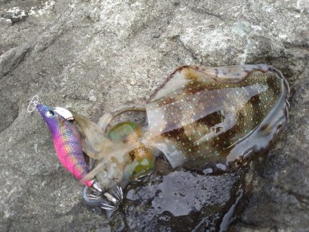 ちょい荒れ後の良型