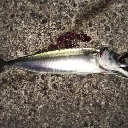 サバが続きます