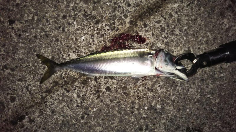 サバが続きます